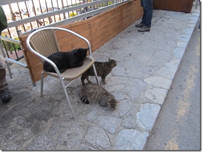 Katzen in Port de Soller